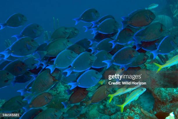 Large school of blue tang over coral reef, Acanthurus coeruleus, Bonaire, Netherlands Antilles,