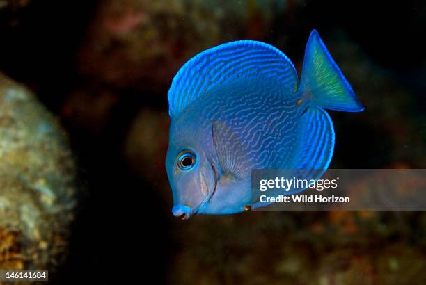 Portrait of a blue tang in the intermediate phase, Acanthurus coeruleus, Curacao, Netherlands Antilles,