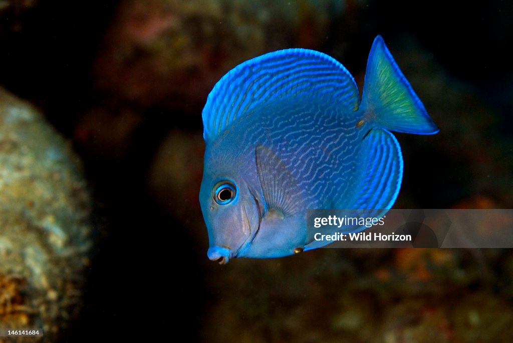 Portrait of a blue tang in the intermediate phase Acanthurus coeruleus Curacao, Netherlands Antilles