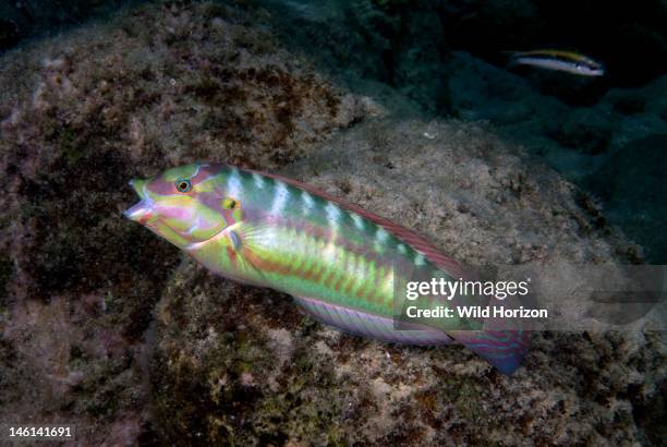 Halichoeres Photos and Premium High Res Pictures - Getty Images