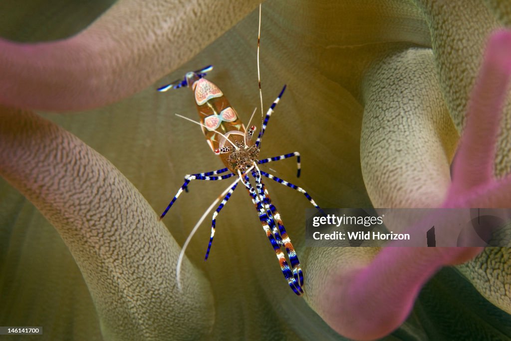 Close-up shot of spotted cleaner shrimp showing colorful body markings Periclimenes yucatanicus Vaersenbaai, Curacao, Netherlands Antilles