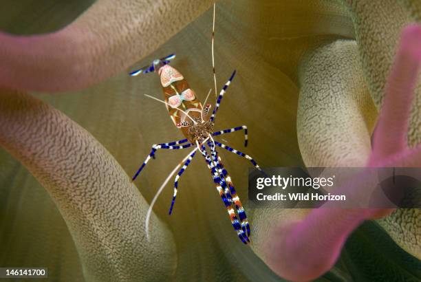 Close-up shot of spotted cleaner shrimp showing colorful body markings, Periclimenes yucatanicus, Vaersenbaai, Curacao, Netherlands Antilles,