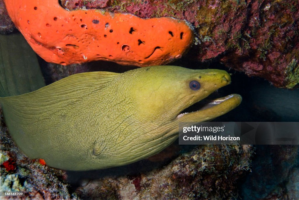 Huge green moray eel with open mouth coming out of his cave Gymnothorax funebris Bonaire, Netherlands Antilles Digital Photo (horizontal)