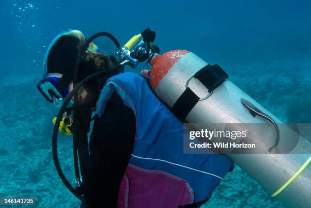 Sharksucker remora on diver's scuba tank, Echeneis naucrates, Bonaire, Netherlands Antilles,