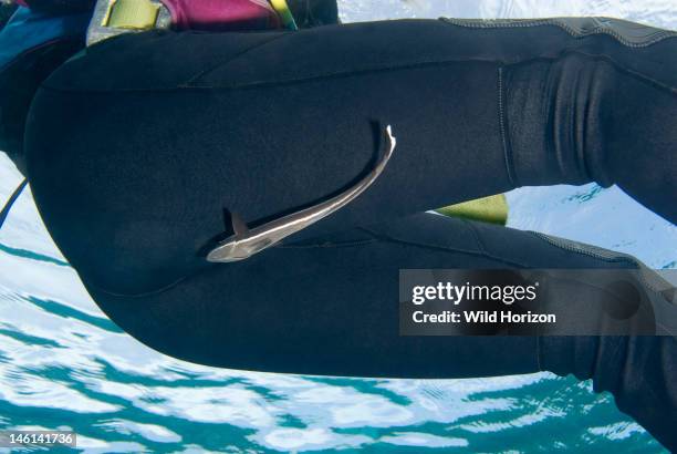 Sharksucker remora attached to diver, Echeneis naucrates, Bonaire, Netherlands Antilles,