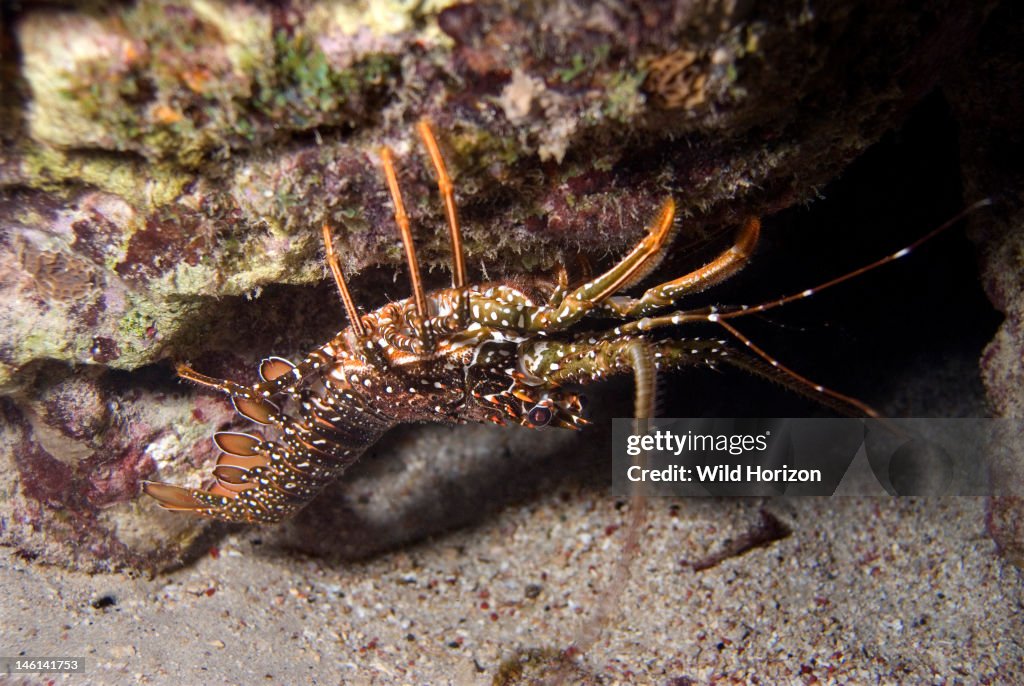 Spotted spiny lobster crawling underneath a ledge Panulirus guttatus Curacao, Netherlands Antilles