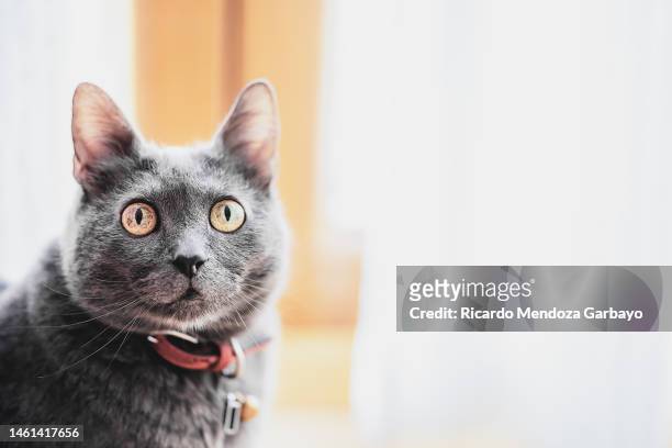 cat looking at the camera - shorthair cat ストックフォトと画像
