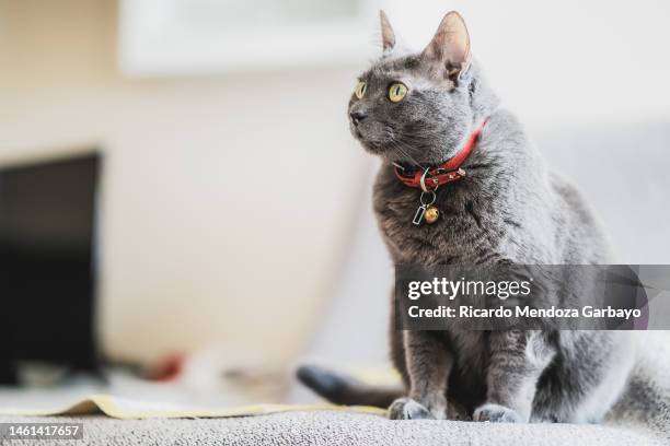 cat resting at home - chartreux cat stock pictures, royalty-free photos & images