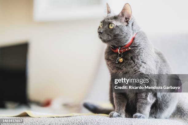 cat resting at home - russian blue cat stock pictures, royalty-free photos & images