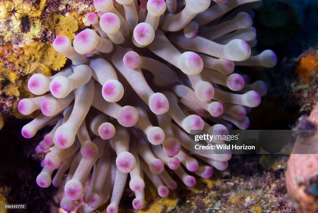 Close-up of giant anemone with purple tipped tentacles Condylactis gigantea Curacao, Netherlands Antilles