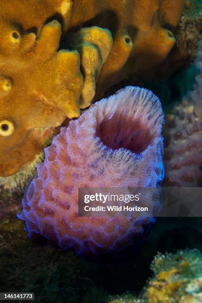 Azure vase sponge, Callyspongia plicifera, Curacao, Netherlands Antilles,