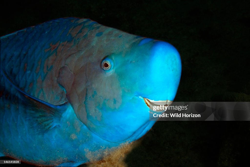 Face shot of blue parrotfish Scarus coeruleus Curacao, Netherlands Antilles