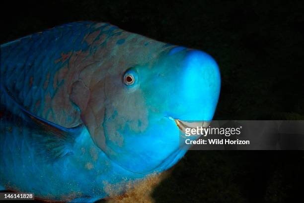 Face shot of blue parrotfish, Scarus coeruleus, Curacao, Netherlands Antilles,