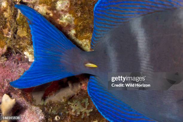 Close up of yellow spine at the base of the tail on a blue tang, Acanthurus coeruleus, Curacao, Netherlands Antilles,