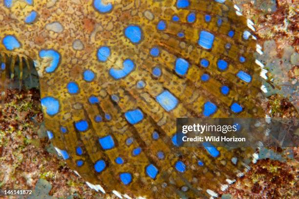 Blue Ringed Flounder 11 Flounder Curacao Stock Photos, High-Res Pictures, and Images - Getty ...