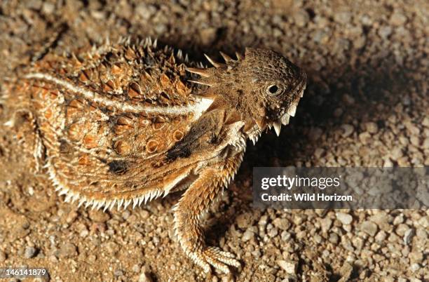 Lizard Tecter 360 Lizard Scale Texture Stock Photos, High-Res Pictures, and Images ...