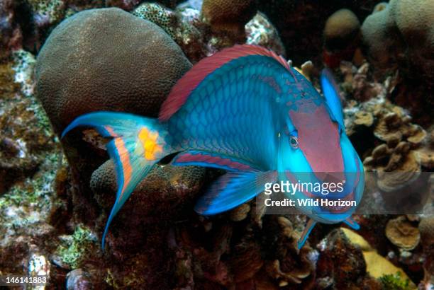 Face shot of stoplight parrotfish looking like he is smiling, Sparisoma viride, Curacao, Netherlands Antilles,
