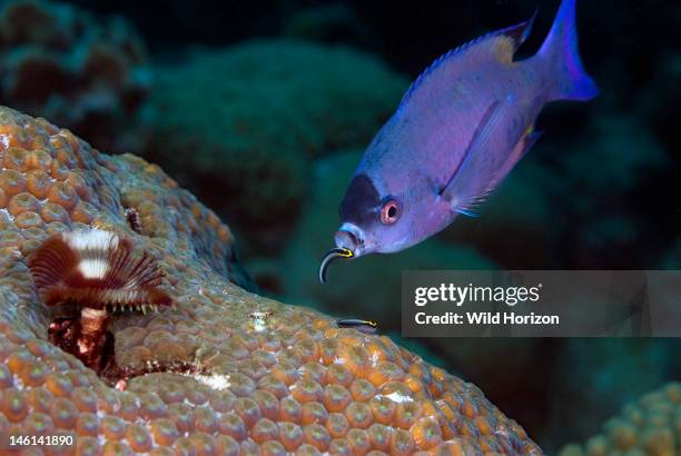 Creole wrasse getting cleaned by a gobie, Clepticus parrae, Curacao, Netherlands Antilles,