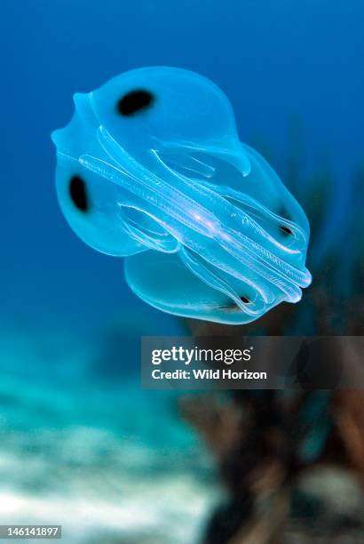 Spot-winged comb jelly over a sand flat, Ocyropsis maculata, Curacao, Netherlands Antilles,