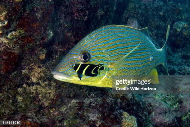 Bluestriped grunt being cleaned by a juvenile French angelfish, Haemulon sciurus, Pomacanthus paru, Curacao, Netherlands Antilles,