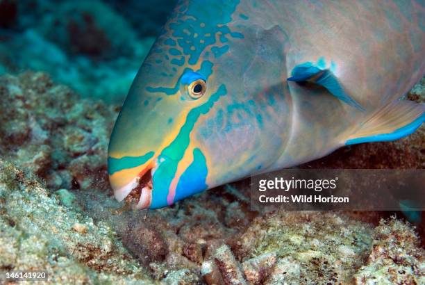 Close-up of queen parrotfish feeding of coral, Scarus vetula, Curacao, Netherlands Antilles,