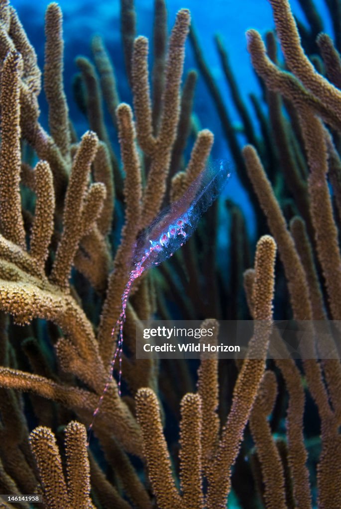 Paired-bell siphonophore in a gorgonian Agalma okeni Blue Bay, Curacao, Netherlands Antilles