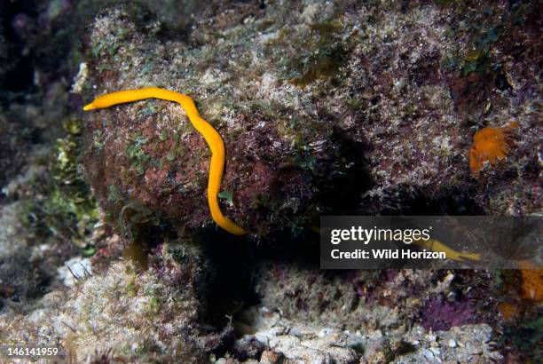 Unidentified ribbon worm out on the reef at night, Phylum: rhynchocoela, Pierbaai, Curacao, Netherlands Antilles,