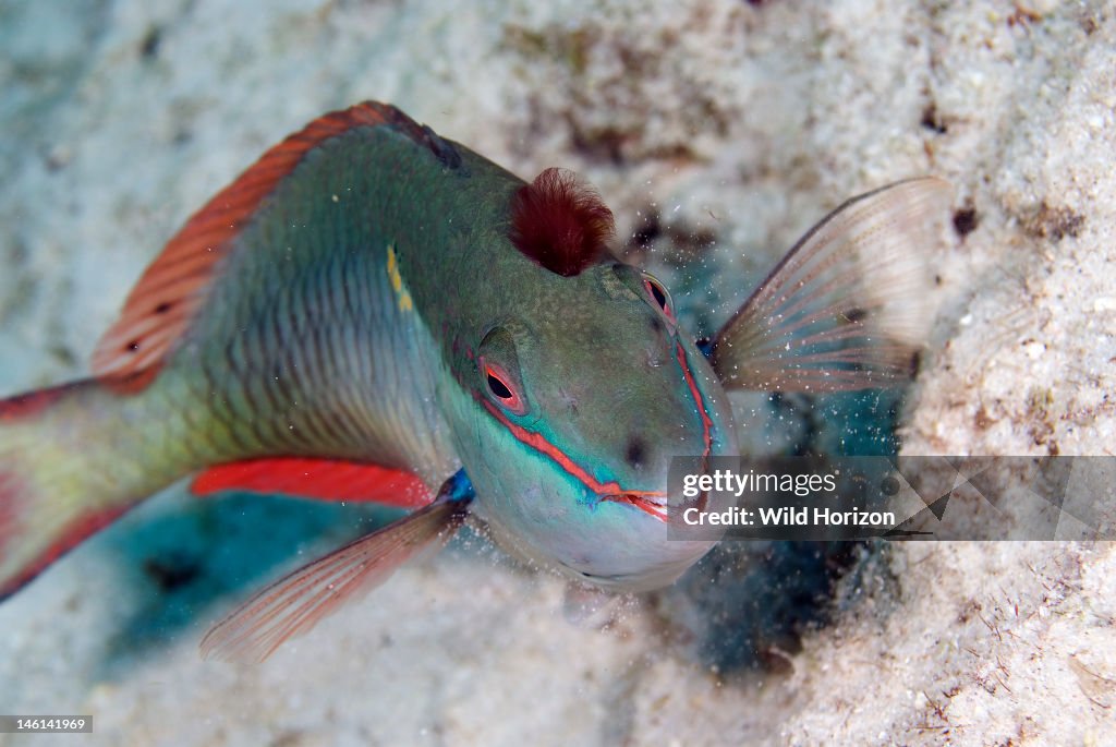 Face shot of a redband parrotfish with a piece of debris on its head Sparisoma aurofrenatum Something Special, Bonaire, Netherlands Antilles