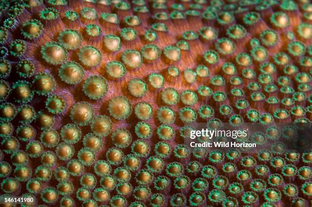 Close-up of boulder star coral releasing its gamete bundles during coral spawning, Montastraea franksi, Showing gamete bundles as they work their way...