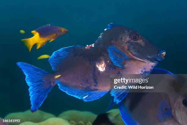 Severely injured blue tang being cleaned by a Spanish hogfish, Acanthurus coeruleus, Bodianus rufus, Sea Aquarium Reef, Curacao, Netherlands Antilles,