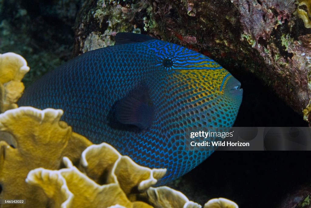 Portrait of a black durgon peering out from fire coral showing intricate color pattern Melichthys niger Sea Aquarium Reef, Curacao, Netherlands Antilles