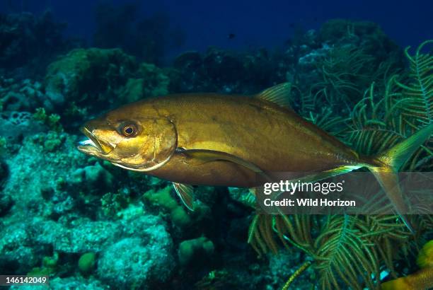Portrait of a yellow jack fish out on the reef, Caranx bartholomaei, Pierbaai, Marie Pampoen, Curacao, Netherlands Antilles,