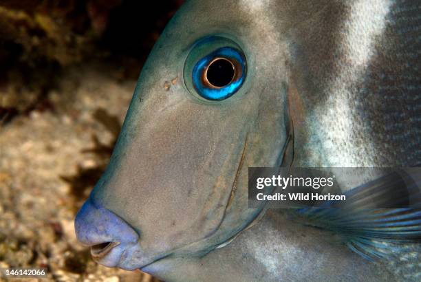 Face shot of a blue tang, Acanthurus coeruleus, Sea Aquarium Reef, Curacao, Netherlands Antilles,