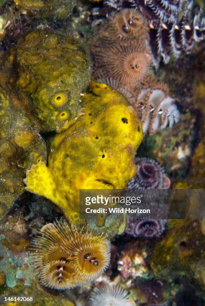 Yellow longlure frogfish profile camouflaged in sponge and Christmas tree worms, Antennarius multiocellatus, Vaersenbaai, Curacao, Netherlands...