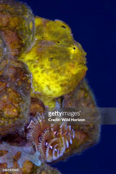 Yellow longlure frogfish profile camouflaged in sponge, Antennarius multiocellatus, Vaersenbaai, Curacao, Netherlands Antilles,