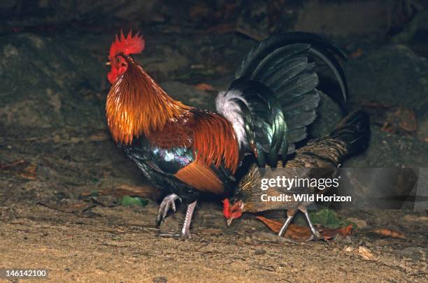 Rooster and hen red junglefowl, ancestor of the domesticated chicken, Gallus gallus, Introduced wild population established on the island of Kauai,...