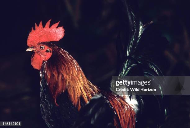Rooster of red junglefowl, ancestor of the domesticated chicken, Gallus gallus, Introduced wild population established on the island of Kauai, Kauai,...