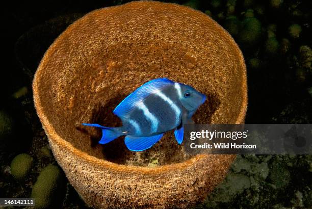 Blue tang in night colors hiding in a barrel sponge, Acanthurus coeruleus, Pierbaai, Curacao, Netherlands Antilles,