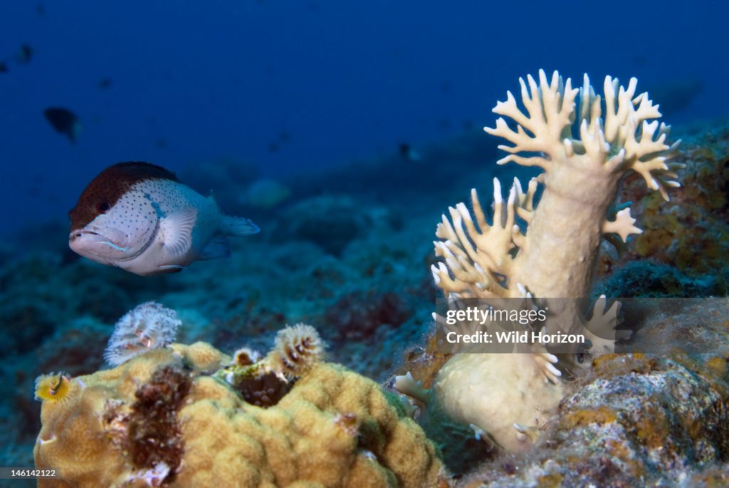 Coral reef scene showing the overgrowth of fire coral on an old glass bottle Millepora alcicornis Caracasbaai, Curacao, Netherlands Antilles
