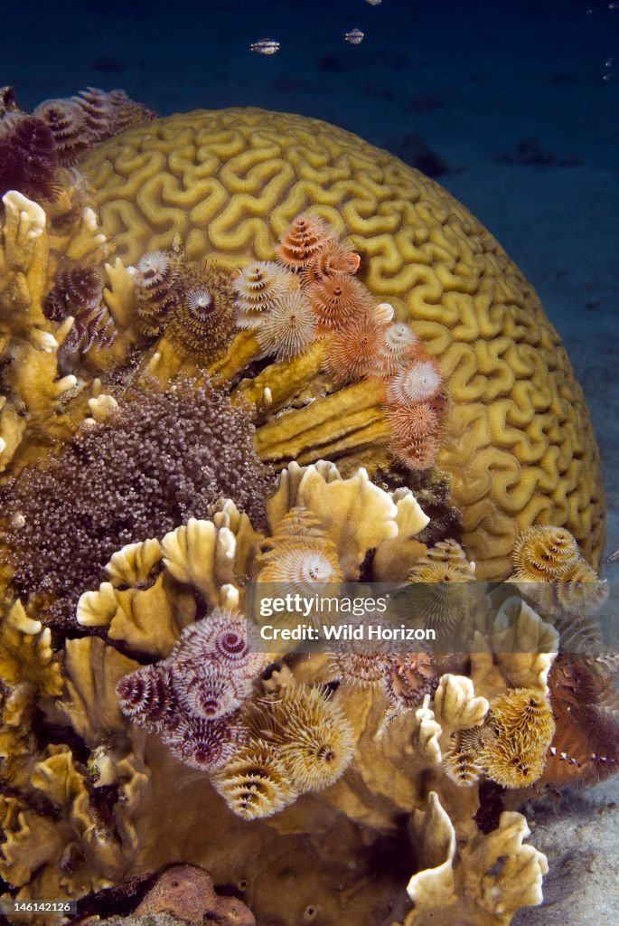 Coral reef scene with brain coral, fire coral and Christmas tree worms Colpophyllia nantans, Millepora complanata, Spirobranchs giganteus Caracasbaai, Curacao, Netherlands Antilles