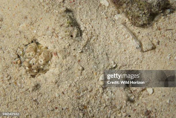 Scaly-tailed mantis peering out of his sand burrow, Lysiosquilla scabricauda, Mantis is on left, two gobies on the upper right and crab covered by...