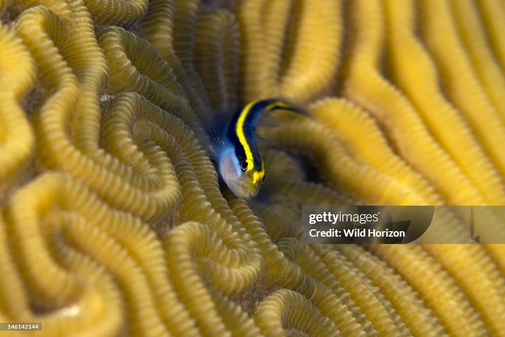 Close-up of a sharknose goby on a brain coral head Gobiosoma evelynae Sea Aquarium Reef, Curacao, Netherlands Antilles