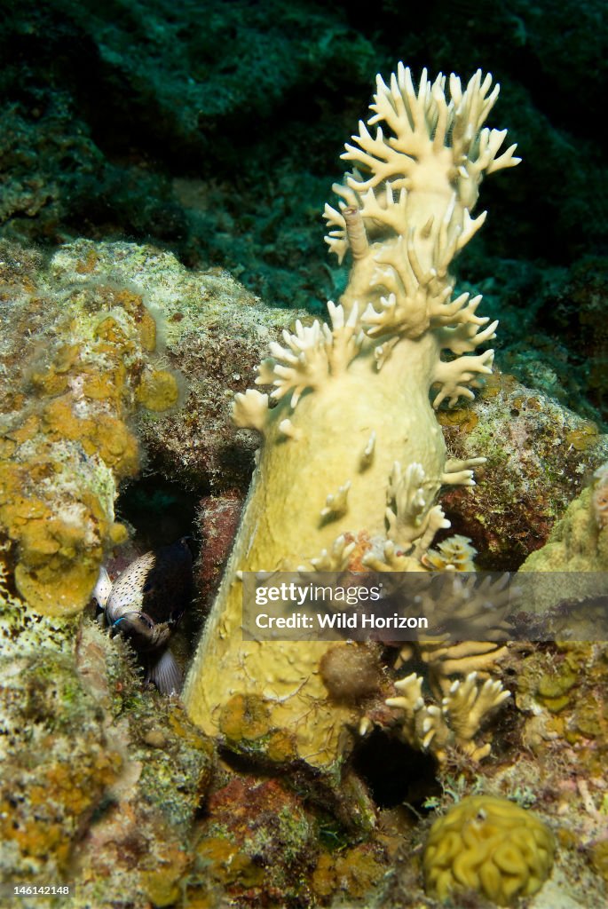 Old glass bottle encrusted with fire coral Millepora alcicornis Caracasbaai, Curacao, Netherlands Antilles