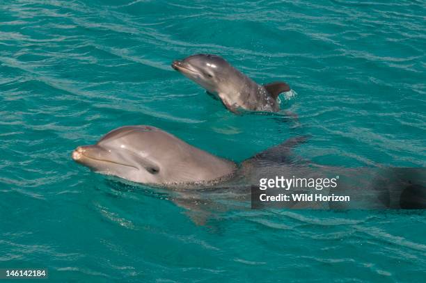 Newborn baby dolphin with mother, Curacao, Netherlands Antilles,