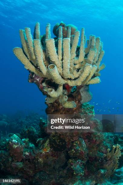 Branching vase sponge , Curacao, Netherlands Antilles,