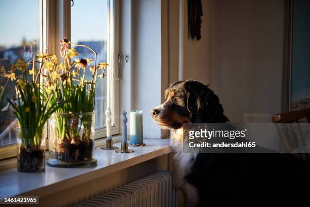 bernese mountain dog looking through window at home - gedomesticeerde dieren stockfoto's en -beelden