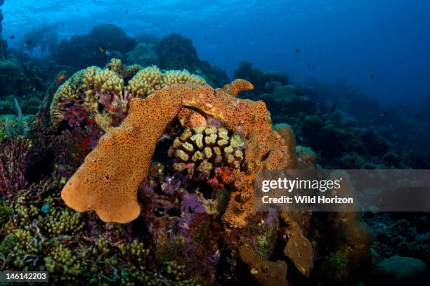 Brown tube sponge , Curacao, Netherlands Antilles,