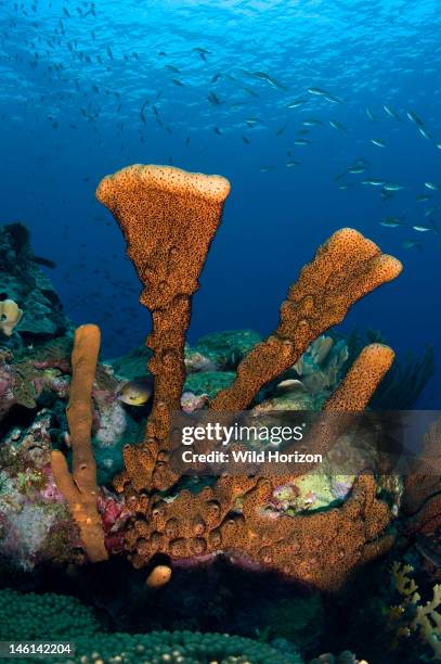Brown tube sponge , Curacao, Netherlands Antilles,