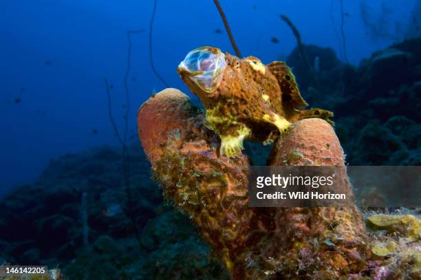 Longlure frogfish , with extended mouth, on brown tube sponge , Curacao, Netherlands Antilles,