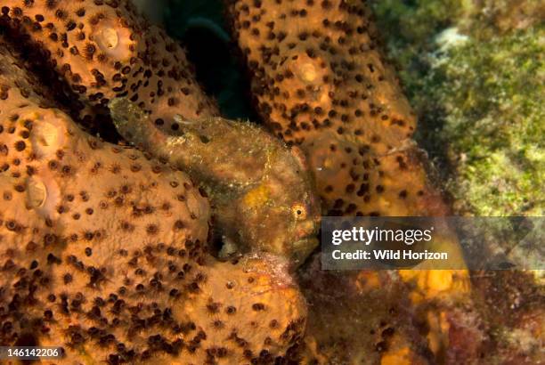 Hidden longlure frogfish on brown tube sponge , Curacao, Netherlands Antilles,